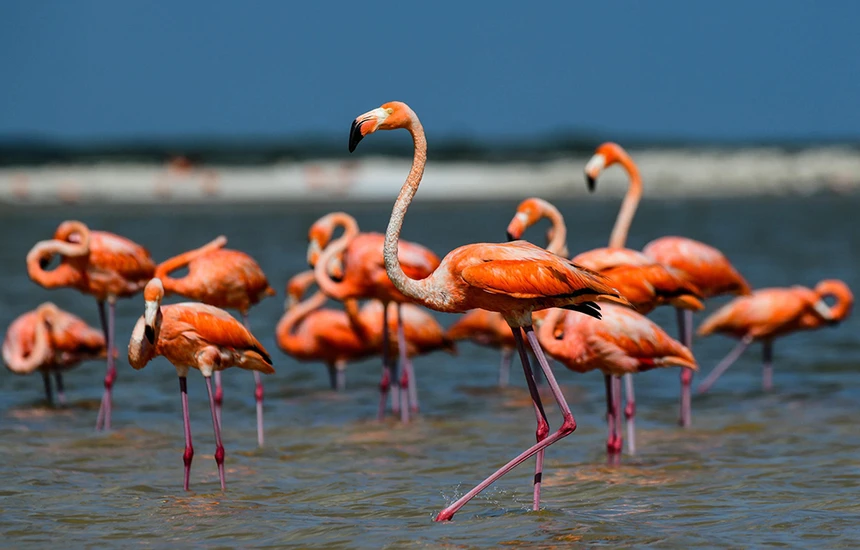 Flamingos in Narta Lagoon